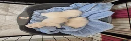 Pomeranian dogs for sale: Small pomeranians white - Advert 2
