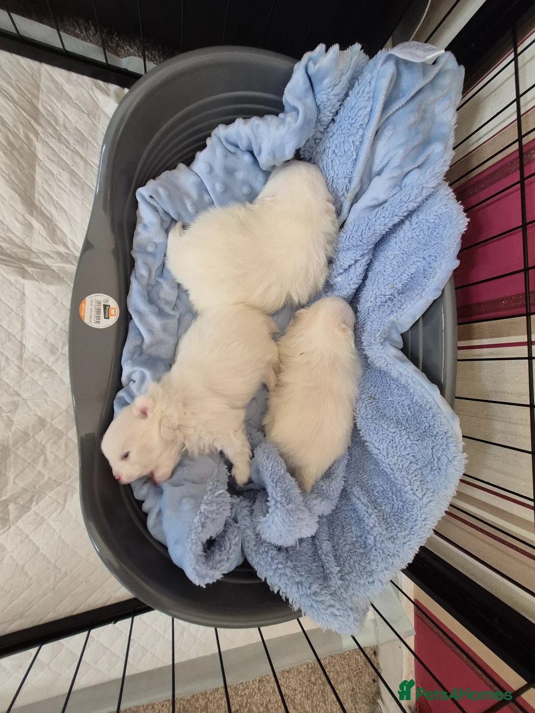 Pomeranian dogs for sale: Small pomeranians white - Advert 2