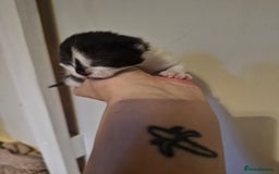 Mixed Breed cats for sale: 2 black and white male kittens for sale - Image 4