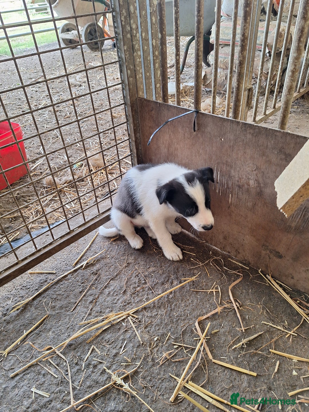 Border Collie dogs for sale: Border Collie pups, ready 25th september - Image 5