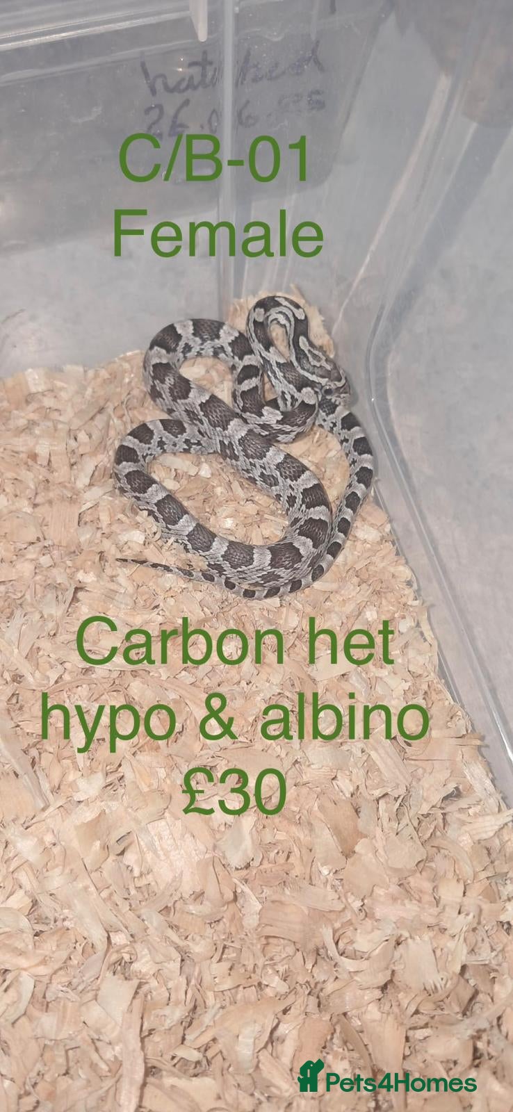 Corn Snake reptiles Baby corn snakes  - Advert 9