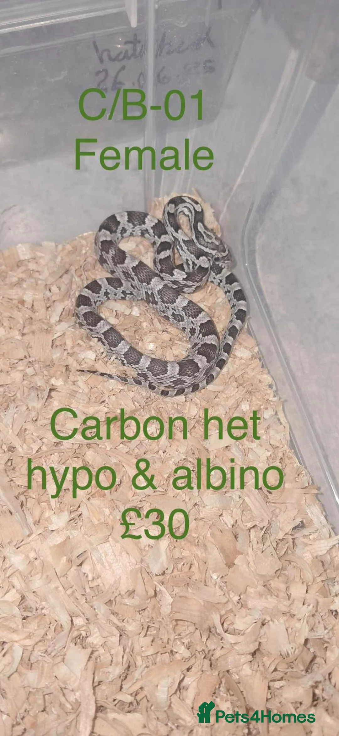 Corn Snake reptiles for sale: Baby corn snakes  - Advert 2