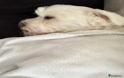 Maltese dogs for stud: Bentley our heart is available for stud  - Image 4
