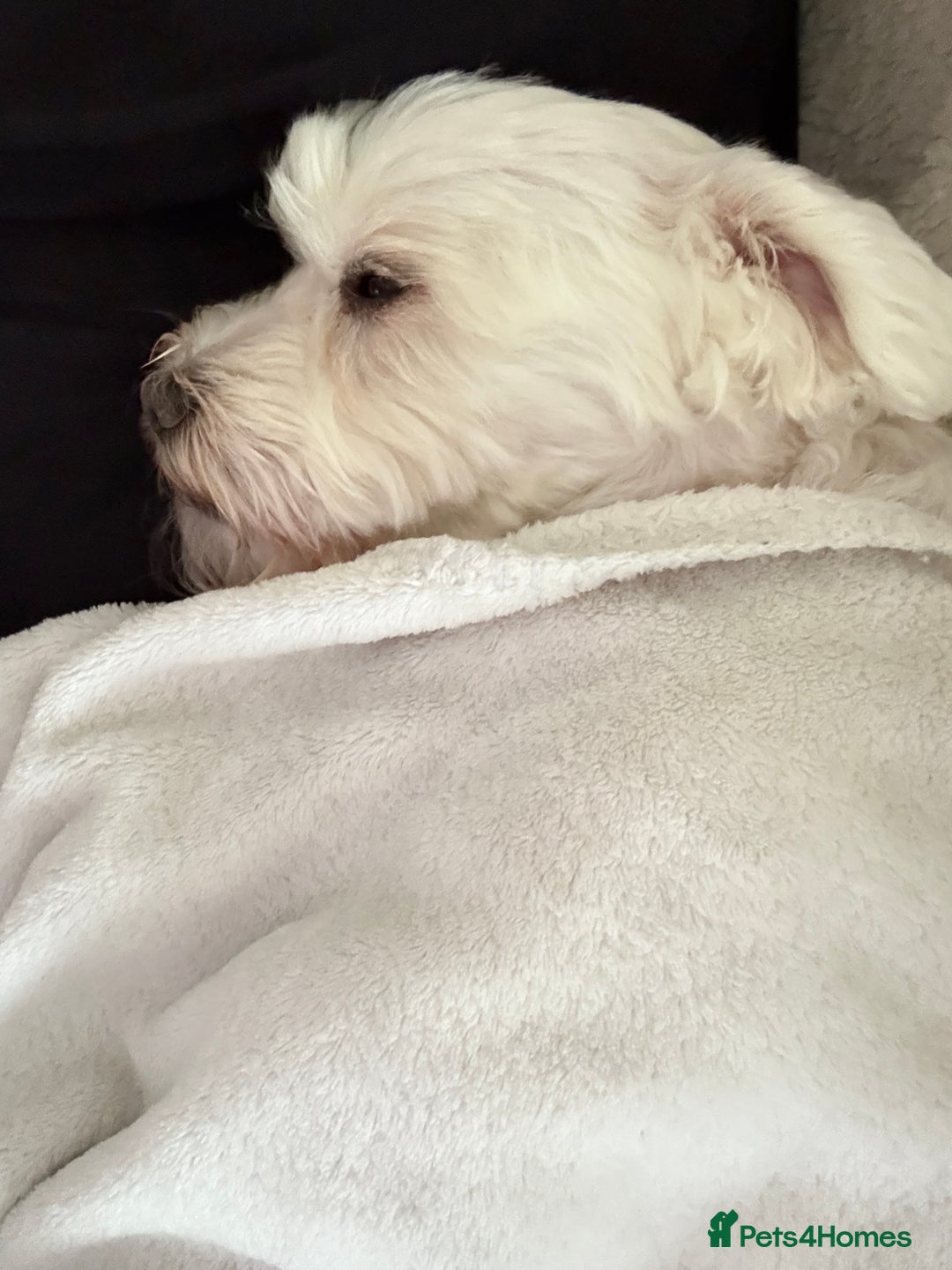 Maltese dogs for stud: Bentley our heart is available for stud  - Image 4