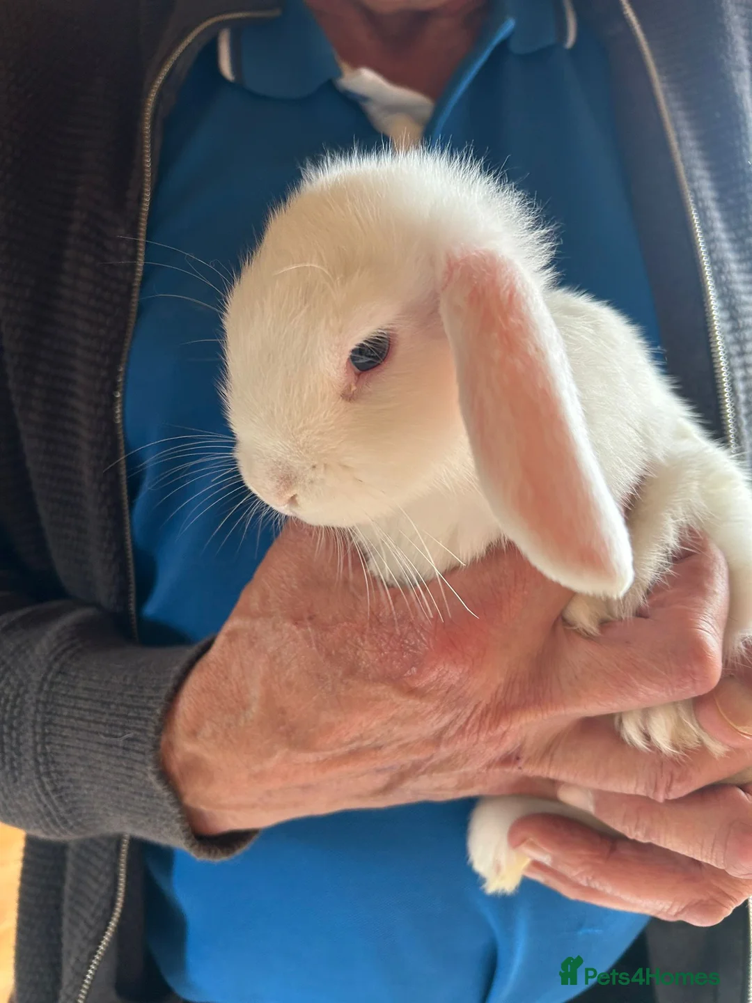 Mini Lop rabbits for sale: Mini lop bunnies  - Advert 5