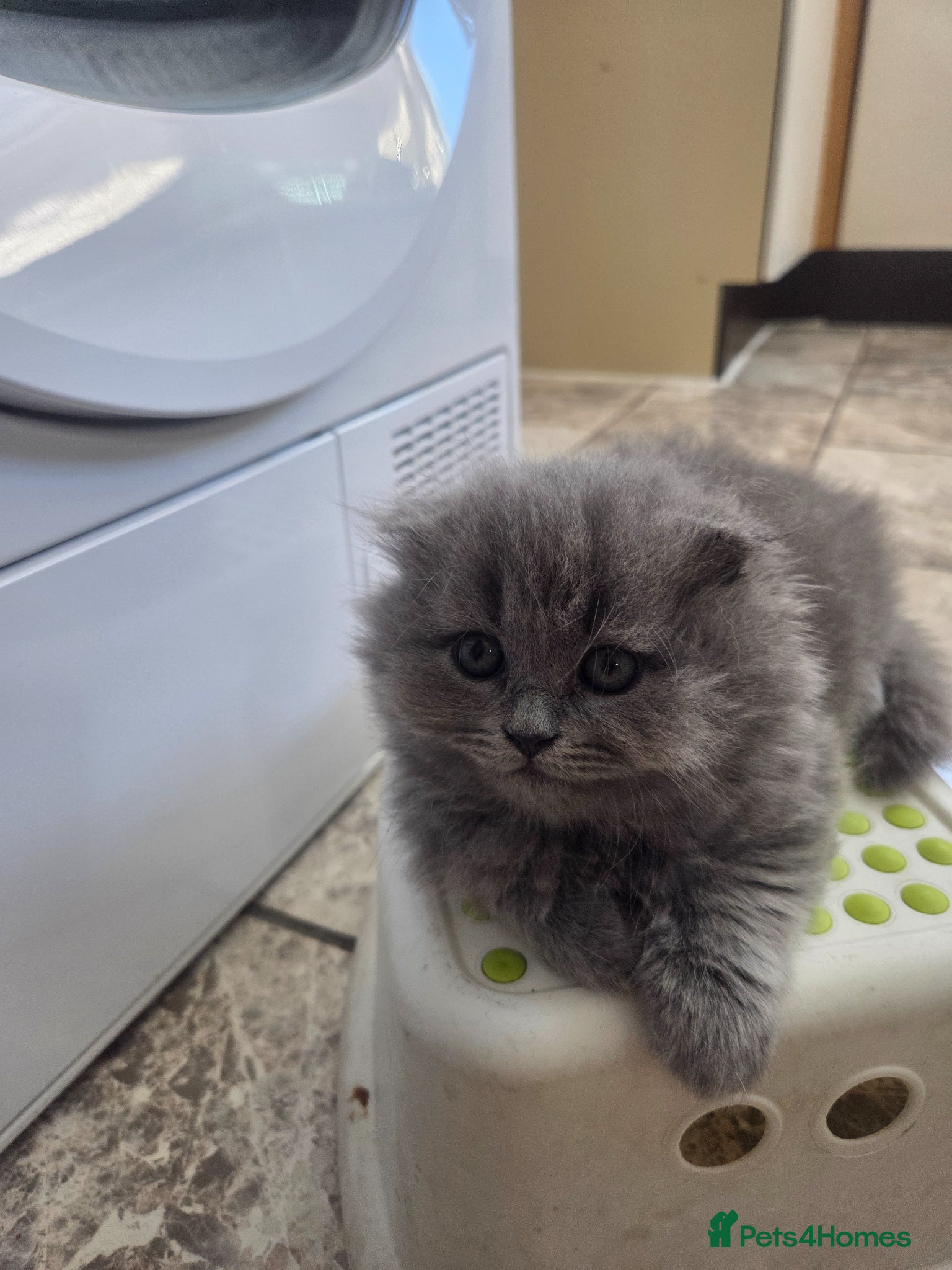 British Shorthair cats for sale: Kittens blue longhair boys and girl in Nottingham - Advert 12