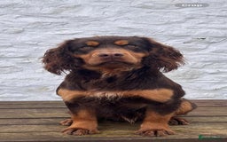Cocker Spaniel dogs for sale: Kc reg working cocker spaniel pups - Image 14