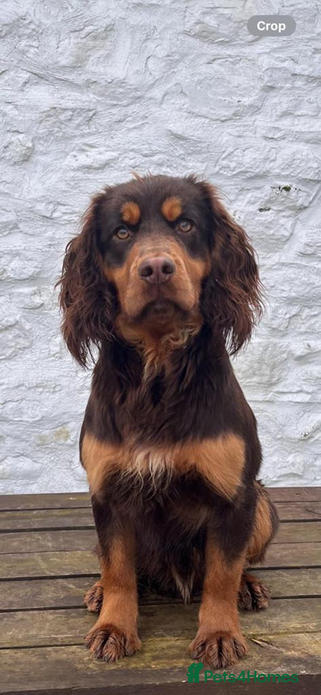 Cocker Spaniel dogs for sale: Kc reg working cocker spaniel pups - Image 14