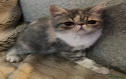 Exotic cats for sale: SHOW QUALITY EXOTIC KITTENS - Image 3