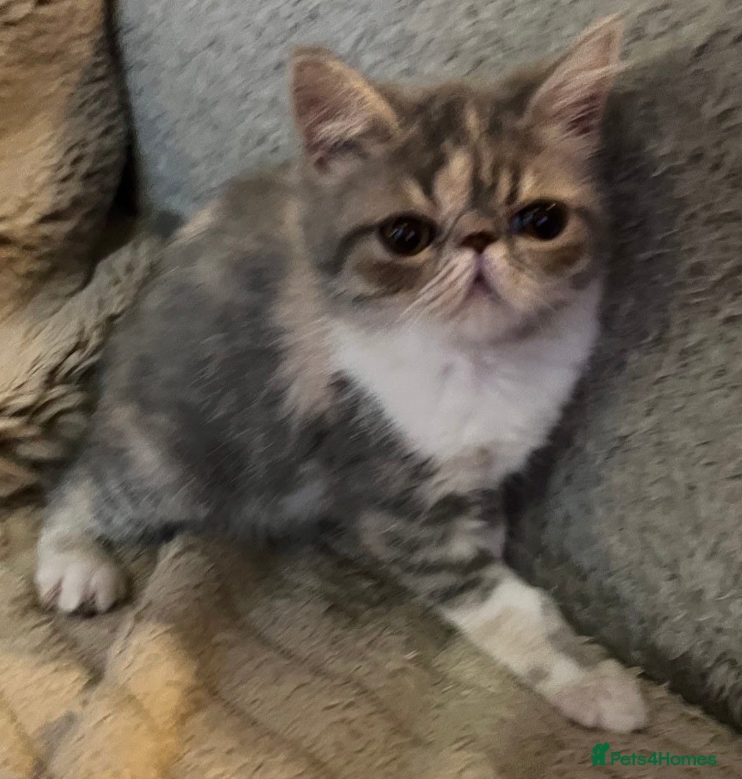 Exotic cats for sale: SHOW QUALITY EXOTIC KITTENS - Image 3