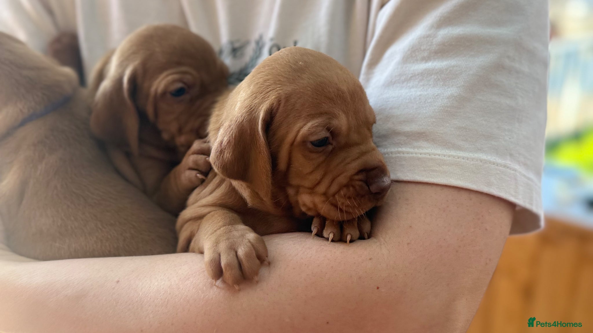 Hungarian Vizsla dogs Viszla Puppies 🐶 4 girls left!!!  - Advert 2
