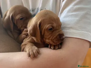 Hungarian Vizsla dogs Viszla Puppies 🐶 4 girls left!!! - Advert 1
