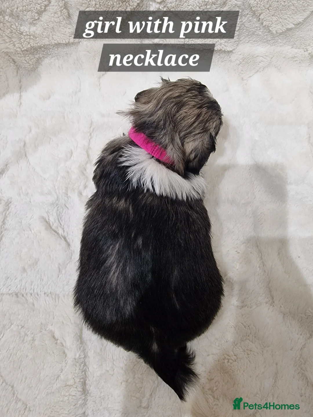 Shih Tzu dogs for sale: Pure breed Shih Tzu puppy - Advert 19