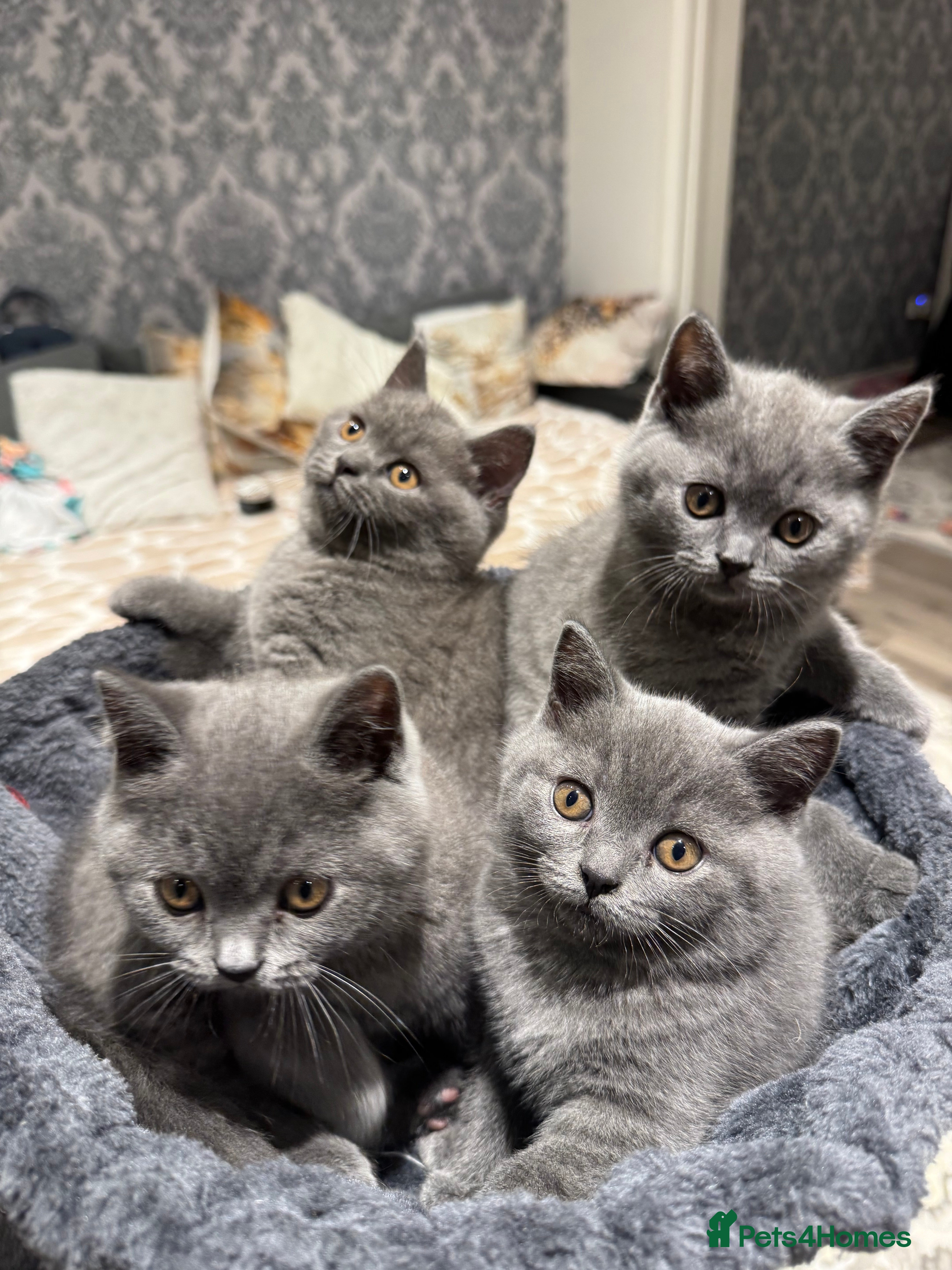 British Shorthair cats British Shorthair kittens - Advert 15