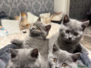 British Shorthair cats British Shorthair kittens - Advert 6