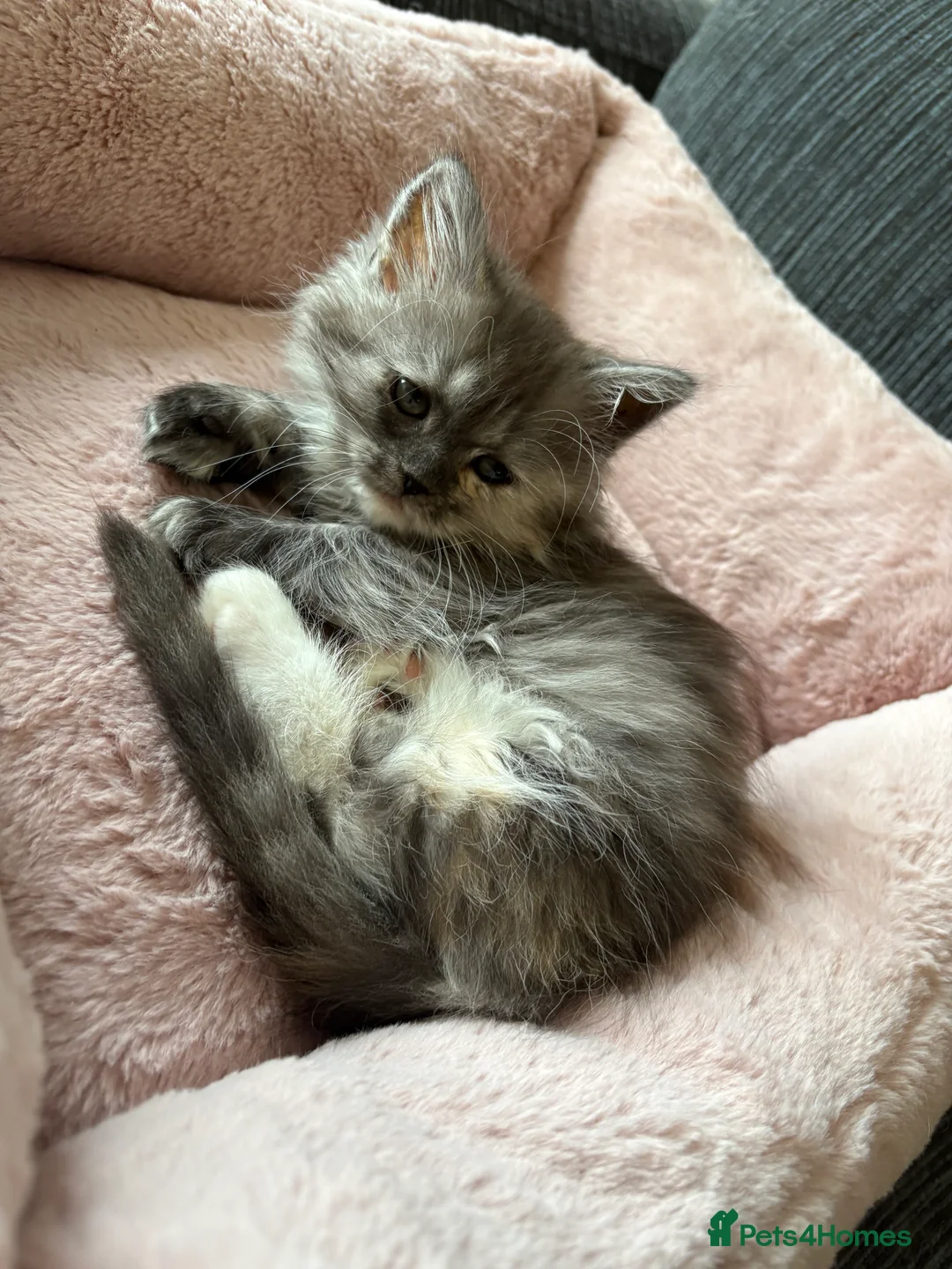 Munchkin cats for sale: Persian Munchkin kittens  - Advert 22