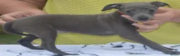 Italian Greyhound dogs for sale: KC reg Blue Italian greyhound puppys - Advert 14