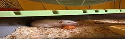 Rat rodents for sale: Wonderful elderly pet rat  in Crawley - Advert 7