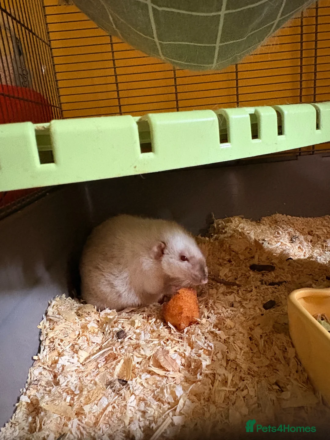 Rat rodents for sale: Wonderful elderly pet rat  in Crawley - Advert 7