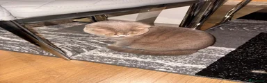 Scottish Fold 1