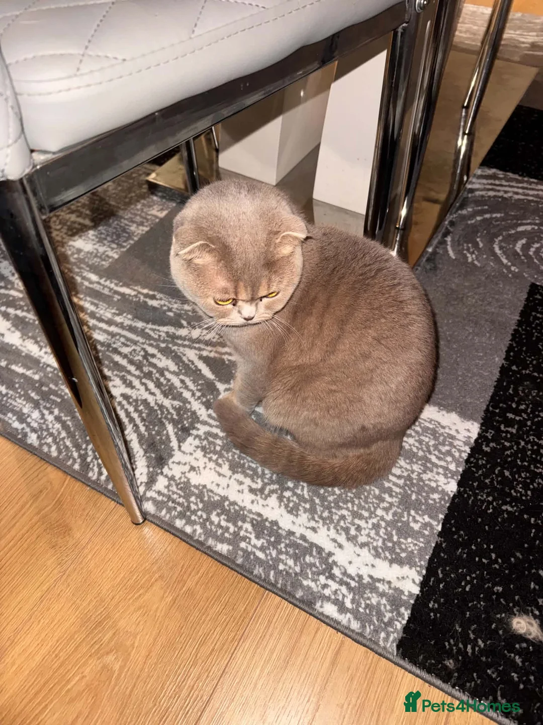 Scottish Fold cats for sale: Scottish Fold Cat in Northampton - Advert 1