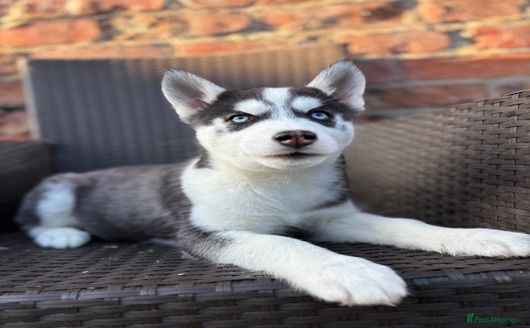 Siberian Husky dogs - Advert 12