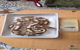 Python Snake reptiles for sale: 3 adult Royal pythons and 4' vivariums  - Image 15