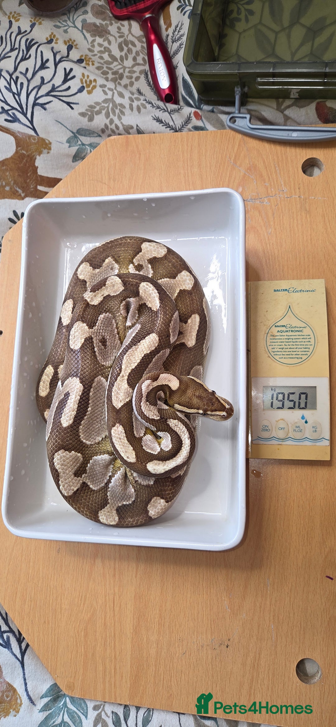 Python Snake reptiles for sale: 3 adult Royal pythons and 4' vivariums  - Image 15