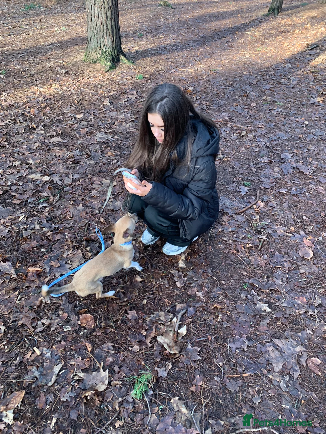 Mixed Breed dogs for adoption: Chihuahua Jack Russell mix - Advert 2