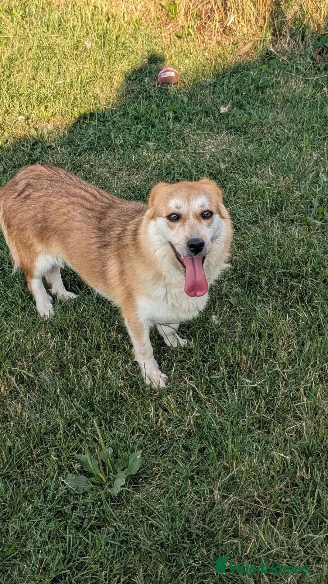 Mixed Breed dogs for adoption: Malika for adoption!  in Bedford - Advert 2