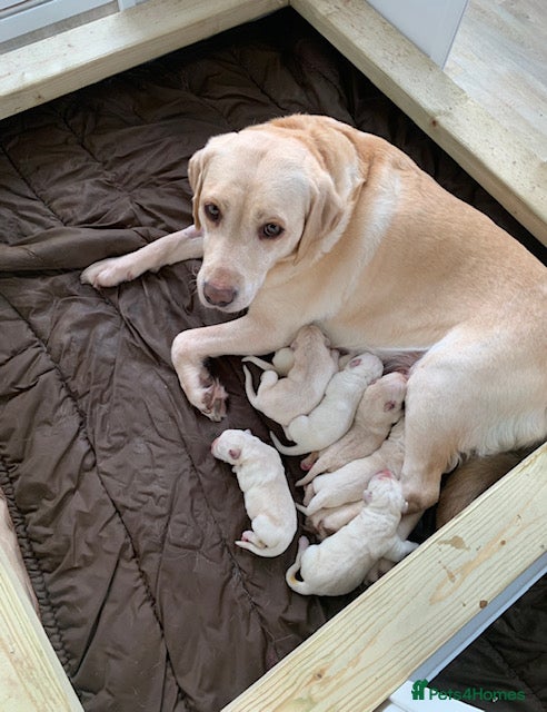 Labrador Retriever dogs kc registered labradors - Advert 1