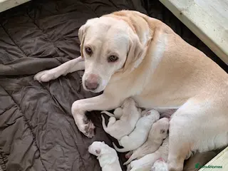 Labrador Retriever dogs kc registered labradors - Advert 1