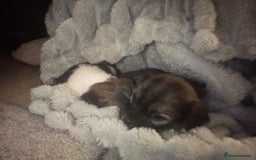 Shorkie dogs for sale: Shorkie pups - Image 1