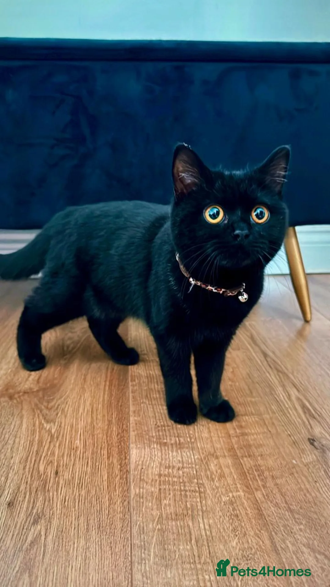 Bombay cats for sale: Bombay cat - Advert 2