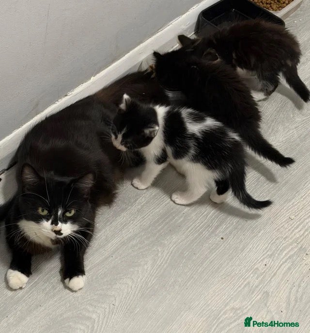 Mixed Breed cats Black and white female kitten - Advert 11