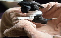 Dachshund dogs for sale: KC Registered Shorthaired dachshunds  - Image 9