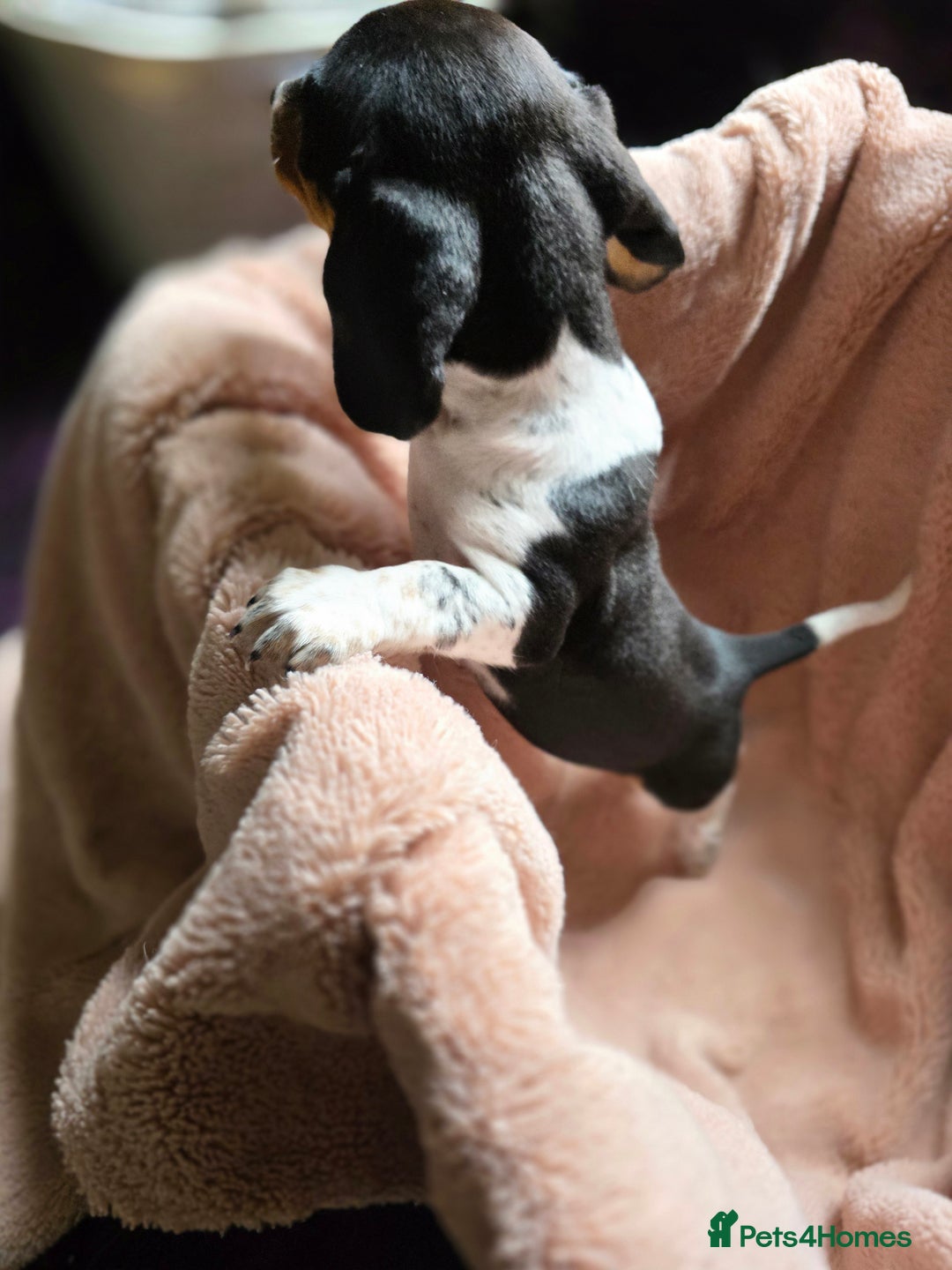 Dachshund dogs for sale: KC Registered Shorthaired dachshunds  - Image 9
