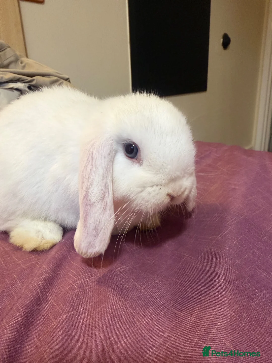 Mini Lop rabbits for sale: Mini lop ear rabbit - Advert 2