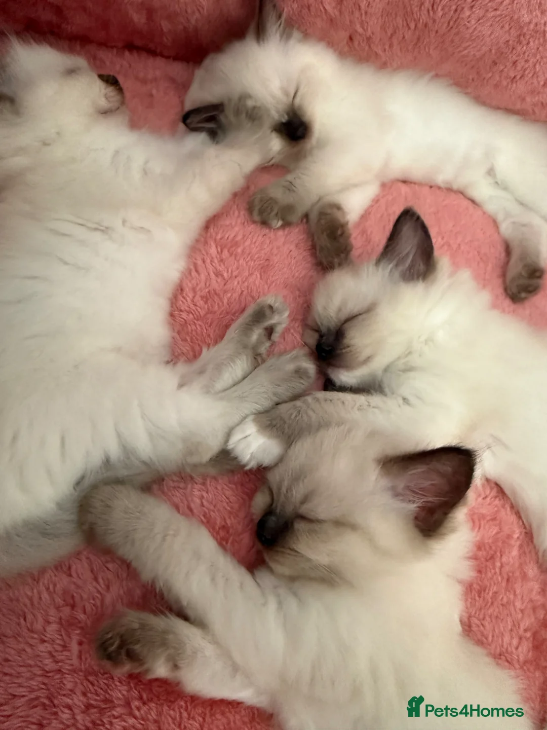 Ragdoll cats for sale: Ragdoll in Telford - Advert 1