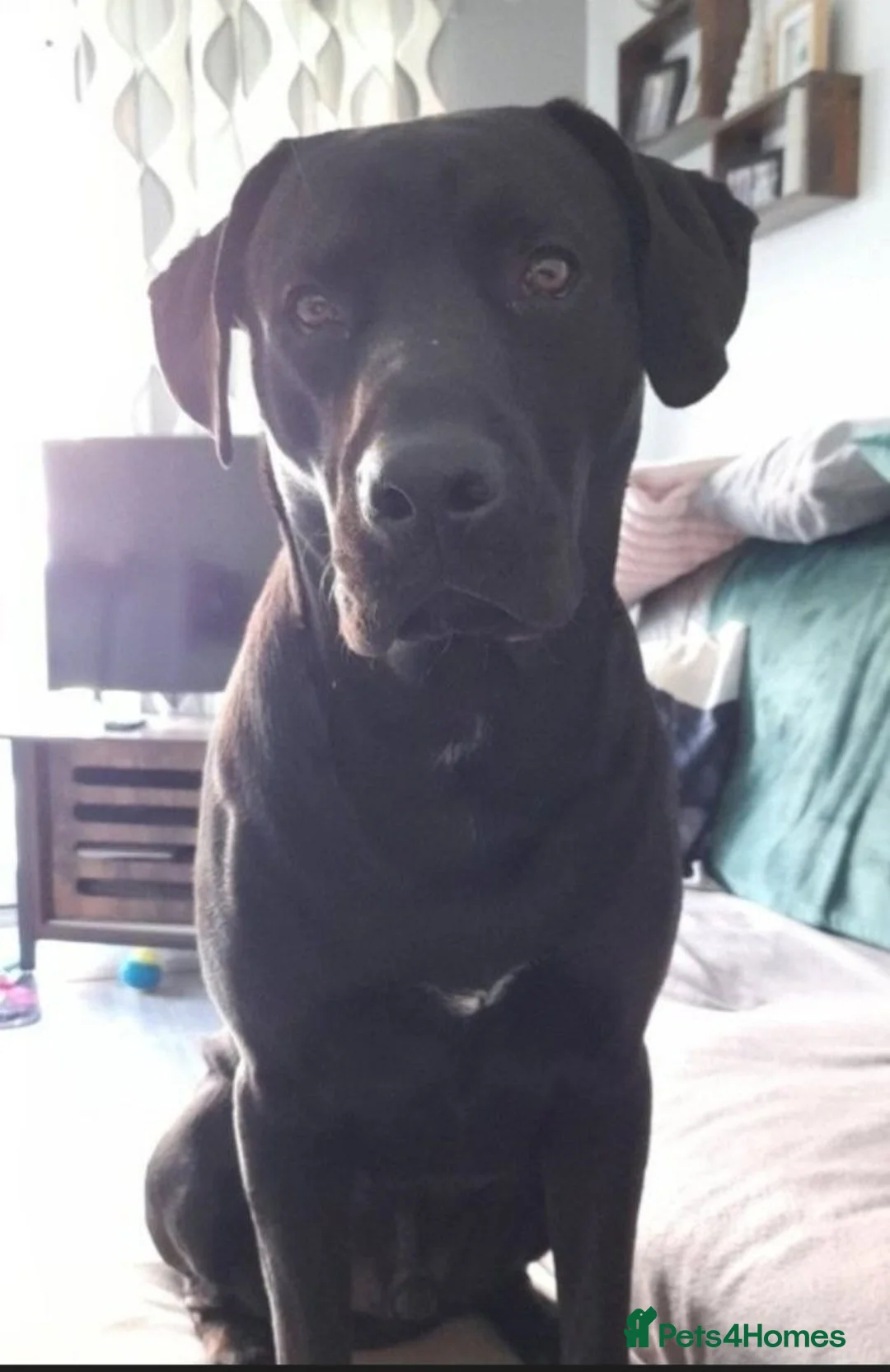 Mixed Breed dogs for sale: Handsome large labrador cross. in Atherstone - Advert 2