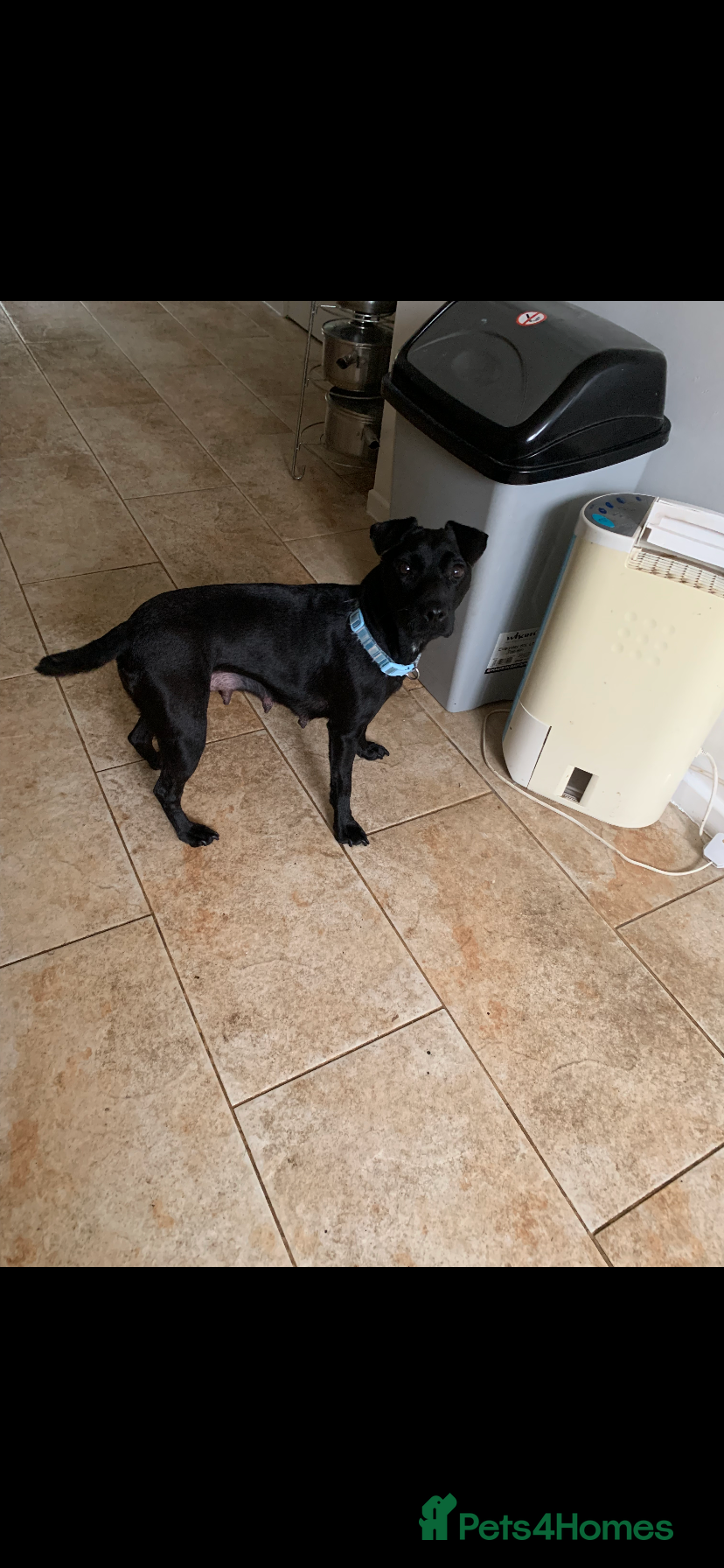 Patterdale Terrier dogs Quality Patterdales Puppies for sale - Advert 5