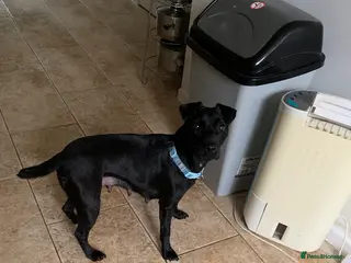 Patterdale Terrier dogs Quality Patterdales Puppies for sale - Advert 5