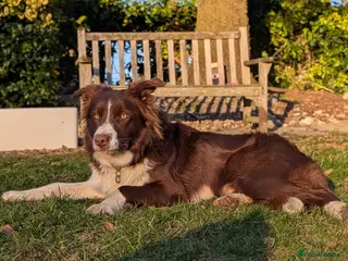 Border Collie dogs Proven Red/White Border Collie for stud - Advert 9