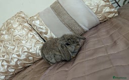 Mini Lop rabbits for sale: Purebred mini lop bunnies Chestnut Angora  - Image 4