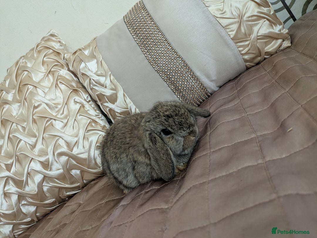 Mini Lop rabbits for sale: Purebred mini lop bunnies Chestnut Angora  - Image 4