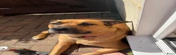 Mixed Breed dogs for sale: Dog for adoption  - Advert 7