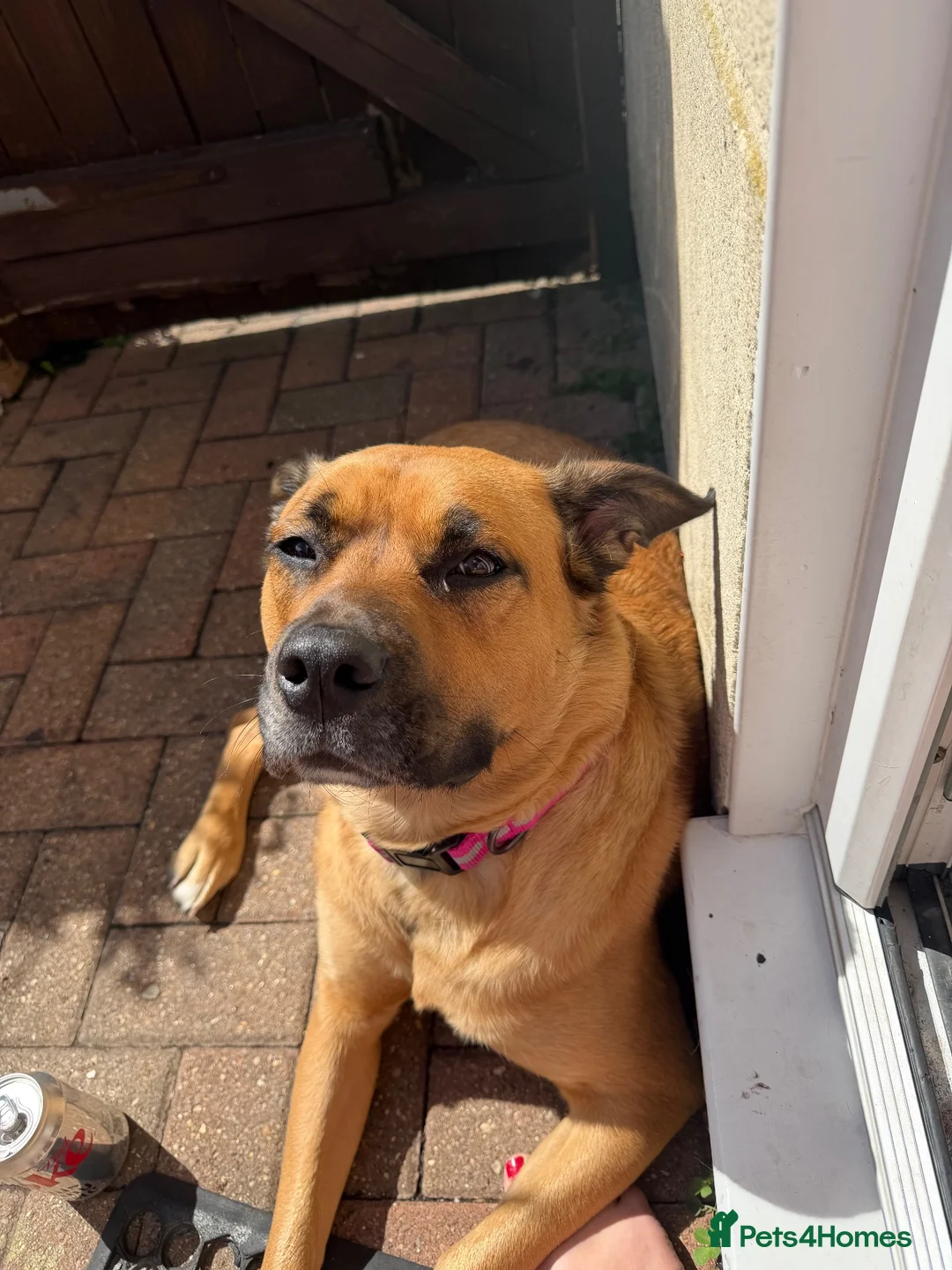 Mixed Breed dogs for sale: Dog for adoption  - Advert 7