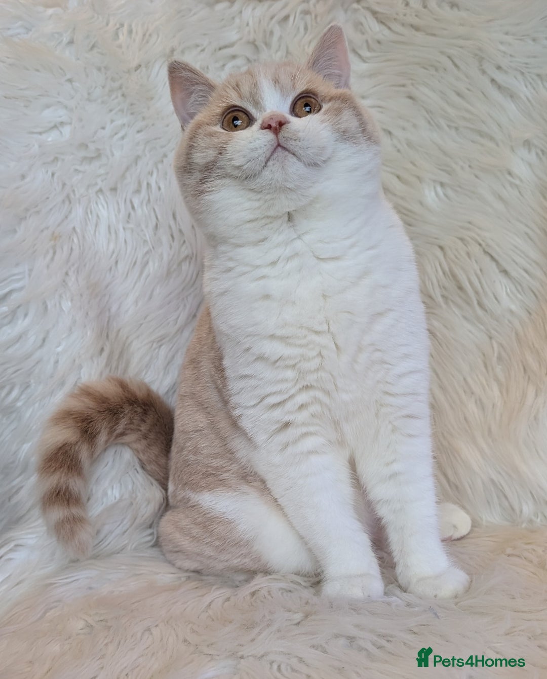 British Shorthair cats for sale: Amazing loving British shorthair kittens  - Advert 13