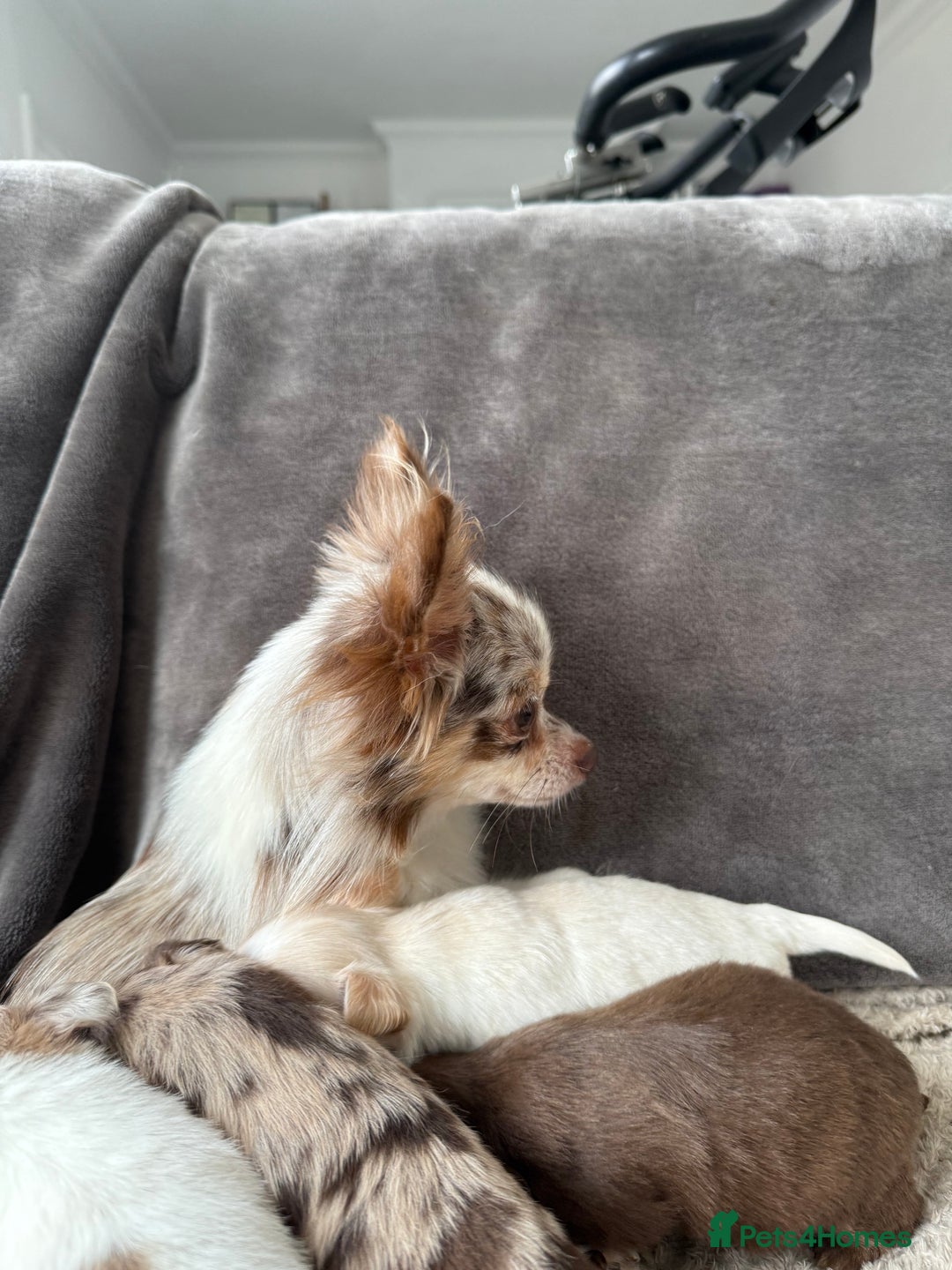 Chihuahua dogs for sale: Long hair chihuahua puppies  - Image 35