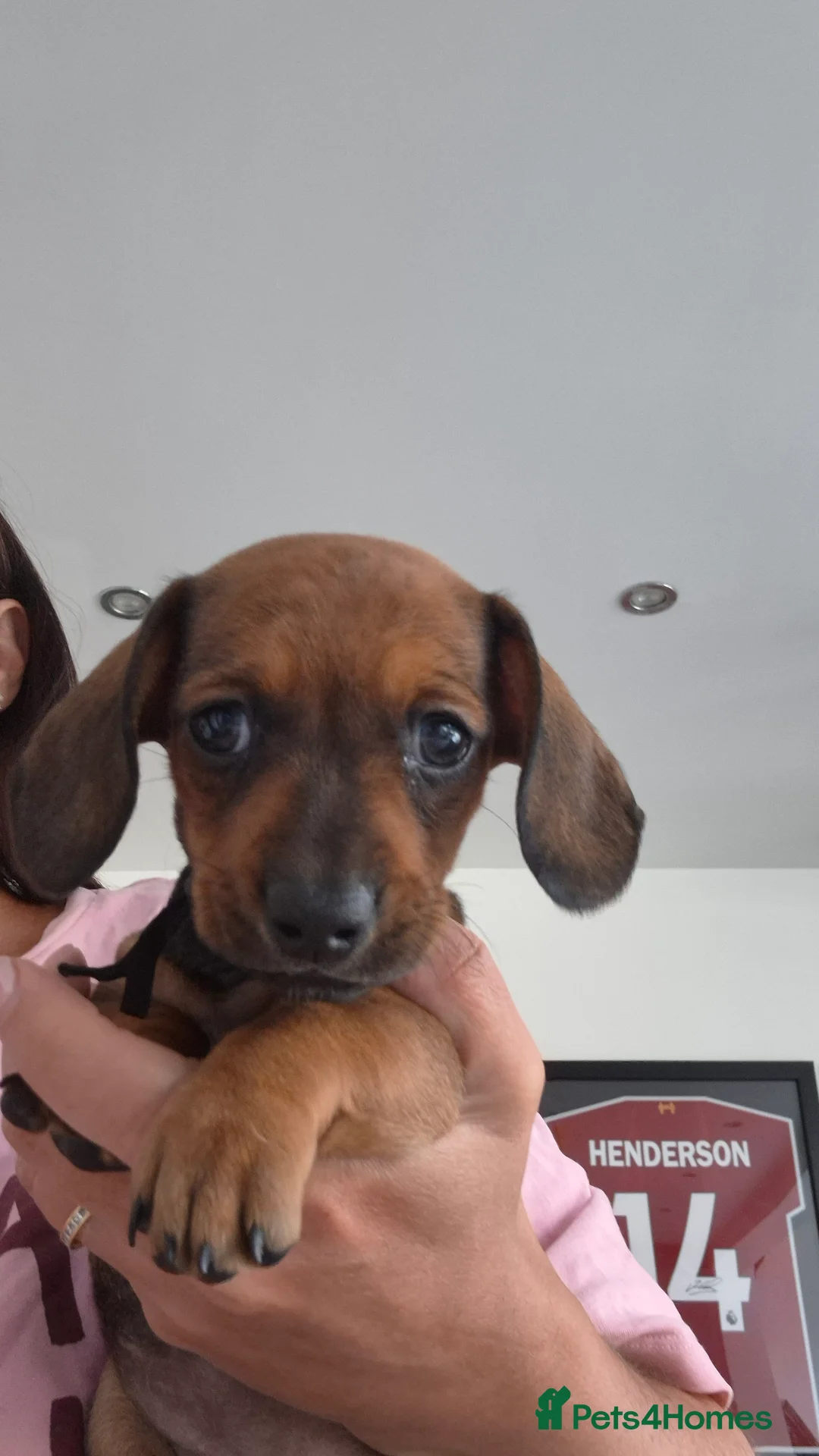 Dachshund dogs for sale: Amazing Dachshund Puppies FOR SALE - Advert 2